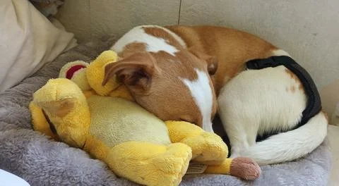 Young Corgi mix lying in bed Stock Photos