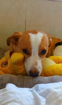 Young Corgi mix lying in bed Stock Photos