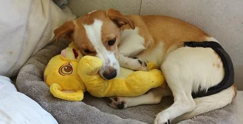 Young Corgi mix lying in bed Stock Photos