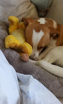 Young Corgi mix lying in bed Stock Photos