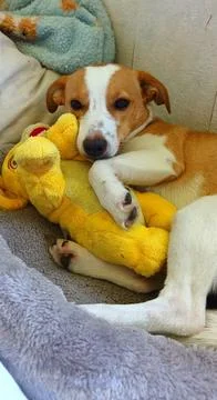 Young Corgi mix lying in bed Stock Photos