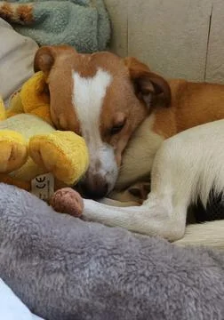 Young Corgi mix lying in bed Stock Photos