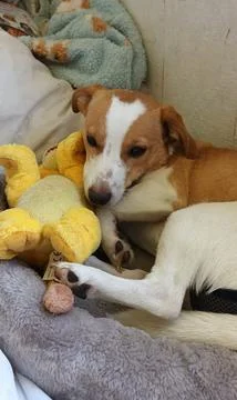 Young Corgi mix lying in bed Fotos Stock