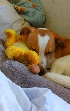 Young Corgi mix lying in bed Stock Photos