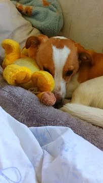 Young Corgi mix lying in bed Stock Photos