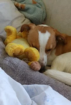 Young Corgi mix lying in bed Stock Photos