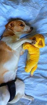 Young Corgi mix lying in bed Stock Photos