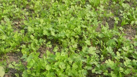 Young coriander plants 스톡 동영상 332587423
