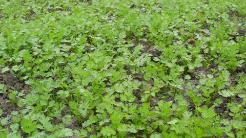 Young coriander plants thriving 스톡 동영상 332567578