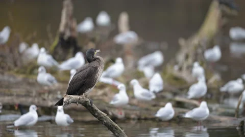 A young cormorant resting on branch, cloudy day in winter Stock Footage 168068439