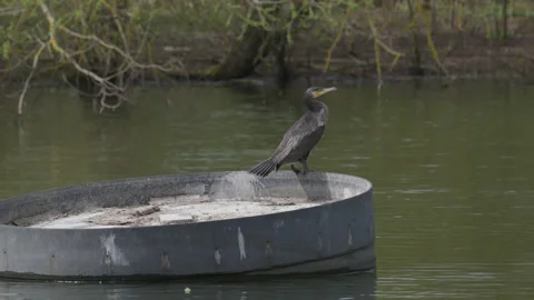 A young cormorant rests on a nesting raft in the middle of a lake 01. 4K tripod Stock Footage 195358673