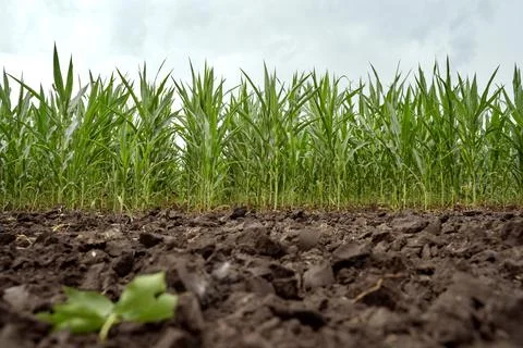 Young corn on a background of blue sky. Dry corn field. Organic farming. Vege Stock Photos