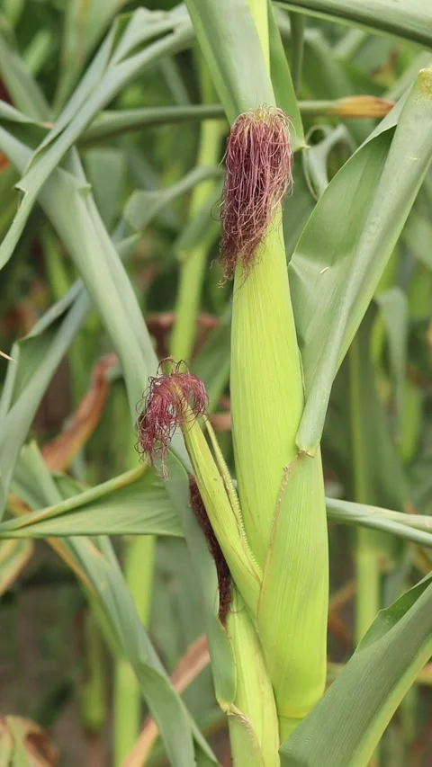 Young corn cob with brown ears close-up Stock Footage 341600035