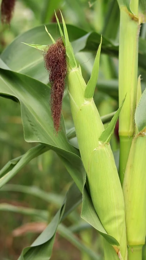 Young corn cob with brown ears close-up Stock Footage 341600041