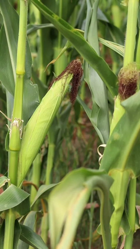 Young corn cob with brown ears close-up Stock Footage 341600054