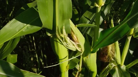 A young corn cob in a field close-up Stock Footage 210753752