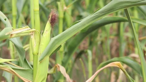 Young corn cob on a stalk in the field Stock Footage 345355996