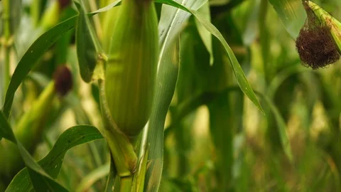 Young corn cob on the tree in organic farm. Stock Footage 108414524
