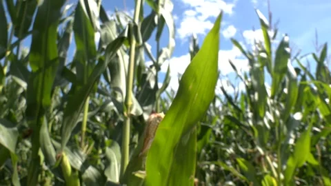 Young Corn cobs and Green Leaves on a Field background close-up Video stock 321828904