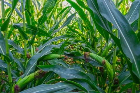 Young corn cobs in the field. maturity phase Foto stock