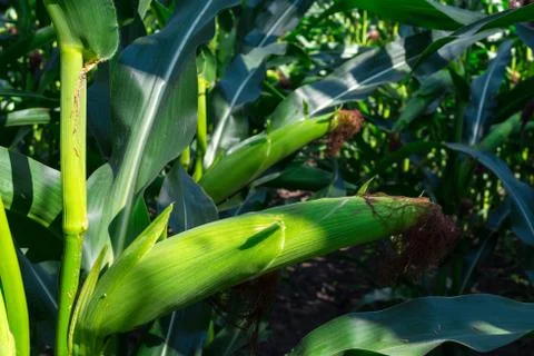 Young corn cobs in the field. maturity phase Foto stock