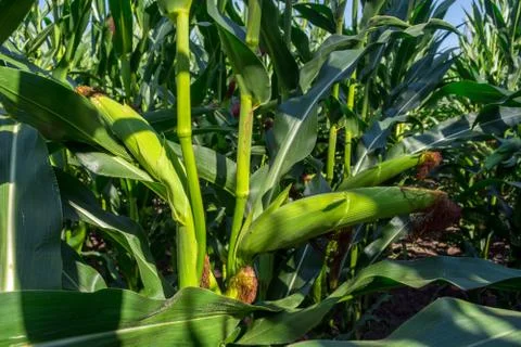 Young corn cobs in the field. maturity phase Stock Photos
