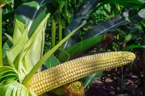 Young corn cobs in the field. maturity phase Stock Photos