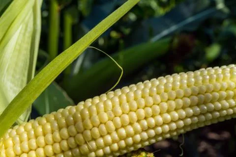 Young corn cobs in the field. maturity phase Stock Photos