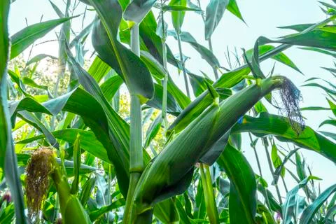 Young corn cobs in the field. maturity phase Stock Photos