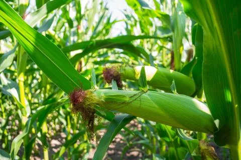 Young corn cobs in the field. maturity phase Foto stock