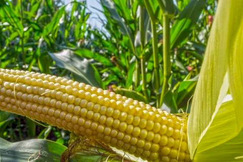 Young corn cobs in the field. maturity phase Stock Photos