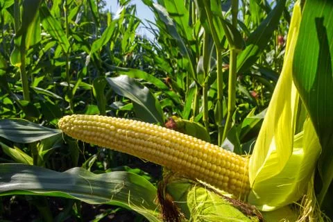Young corn cobs in the field. maturity phase Stock Photos
