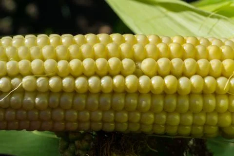 Young corn cobs in the field. maturity phase Stock Photos