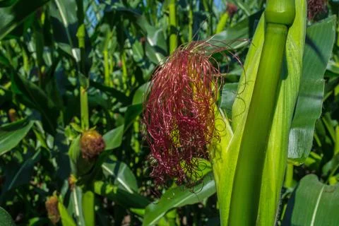 Young corn cobs in the field. maturity phase Stock Photos