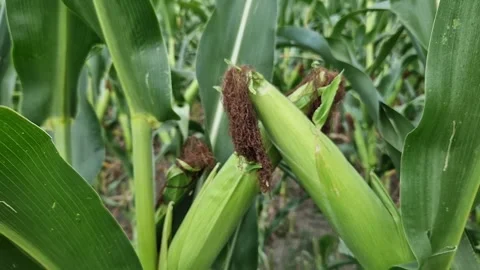 Young corn cobs in the field on a sunny day 스톡 동영상 343382213