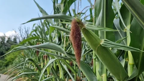 Young corn cobs in the field on a sunny day Video stock 343382238
