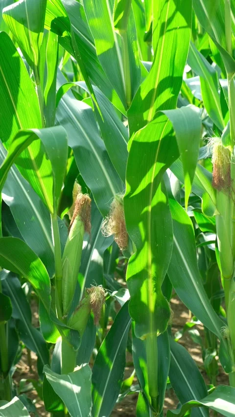 Young corn cobs growing on green stalks in an agricultural farm field Stock Footage 345658344