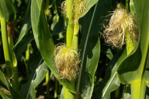 Young corn cobs growing on green stalks in an agricultural farm field Stockfoto's