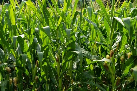 Young corn cobs growing on green stalks in an agricultural farm field Фото