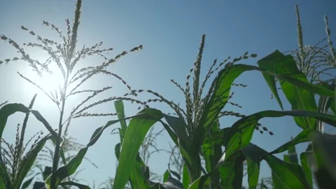 Young corn. Corn sprouts against blue sky slow motion video Stock Footage 155865166