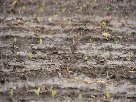 Young Corn Crop Irrigated Stock Footage 72607177