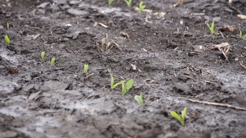 Young Corn Crop Irrigated Stock Footage 72607184