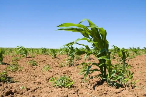 Young corn crop Stock Photos