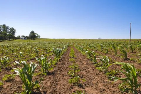 Young corn crop Stock Photos
