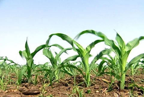 Young Corn Crops Stock Footage
