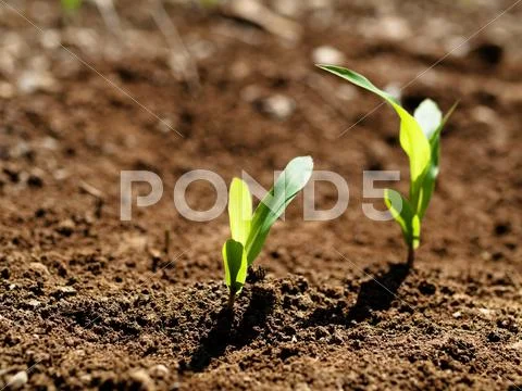Young corn crops stalk Stock Photos
