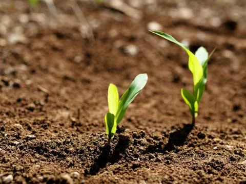 Young corn crops stalk Foto stock