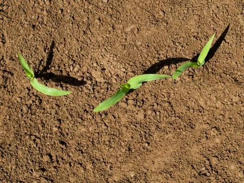Young corn crops stalk Foto stock