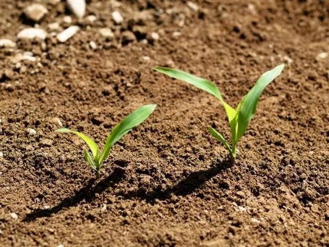 Young corn crops stalk 스톡 사진