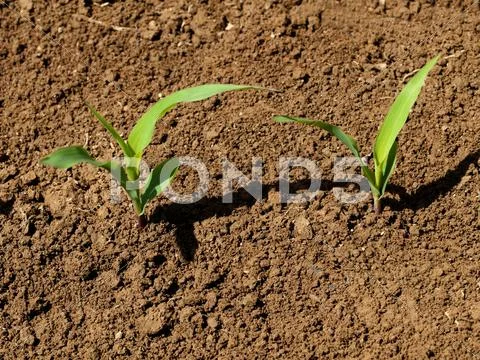 Young corn crops stalk Stock Photos
